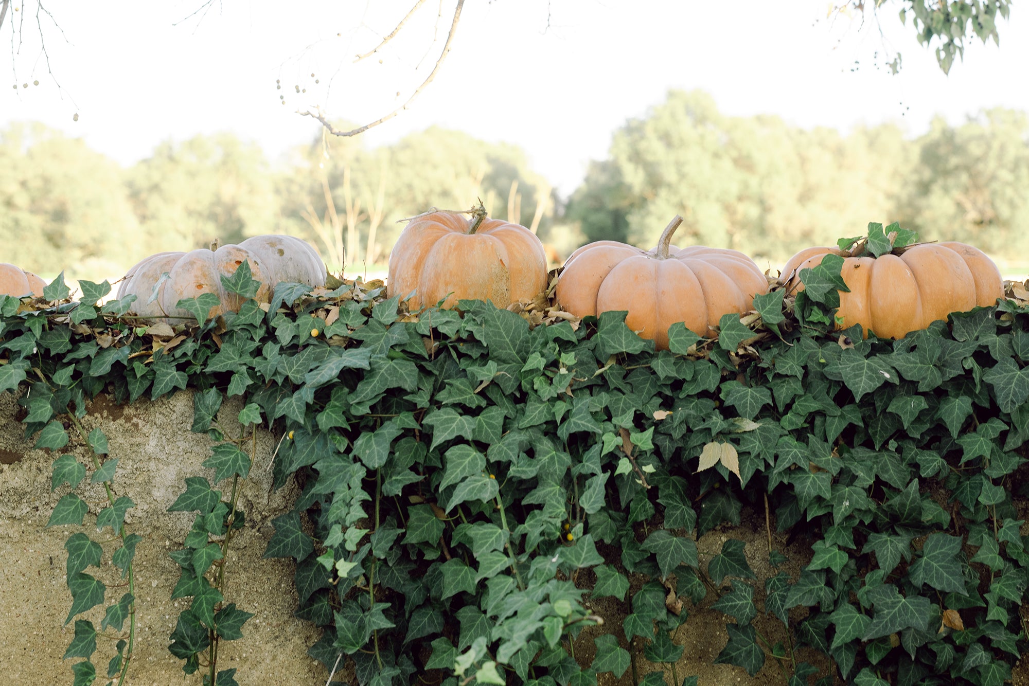 Food for Thought: Pumpkin, Ginger & Fennel Soup