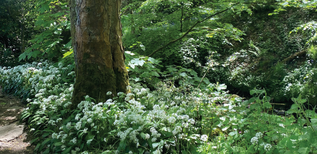 Mindful Moment - Foraging