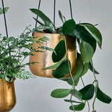Atsu Brass Hanging Planter