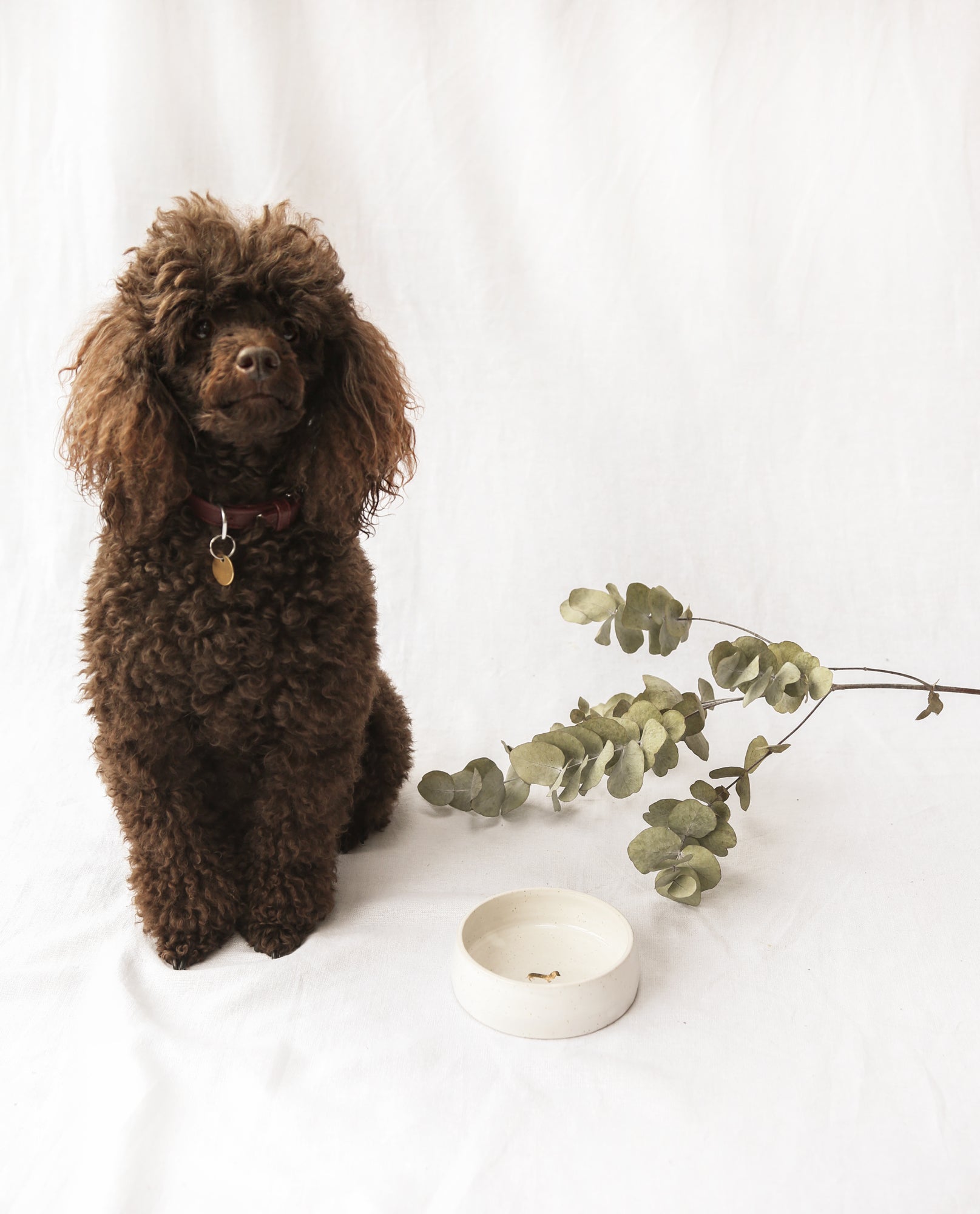 Gold Leaf Dog Bowl